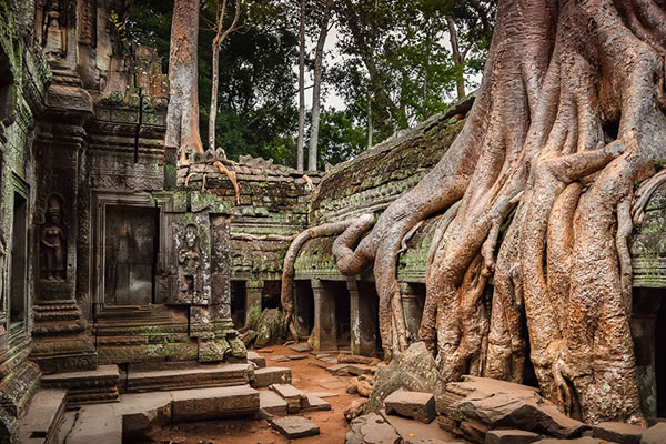 vue de la nature qui reprend ses droits sur un temple