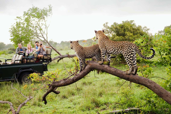 Safari vehicle encountering leopards