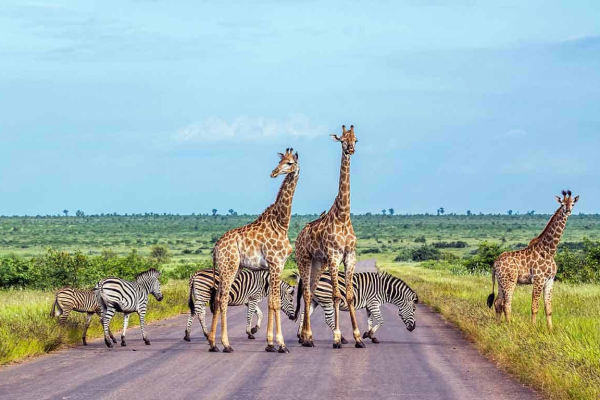 Girafes et zèbres