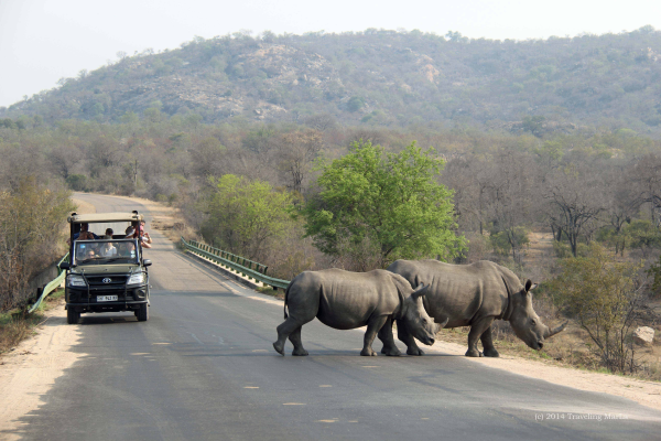 véhicule de safari croisant des rhinocéros