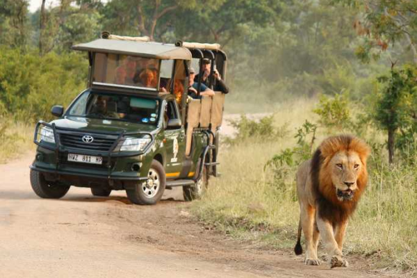 véhicule de safari croisant un lion