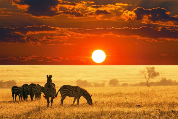 Photographie d'animaux au sein du parc Kruger, avec un coucher de soleil en fond